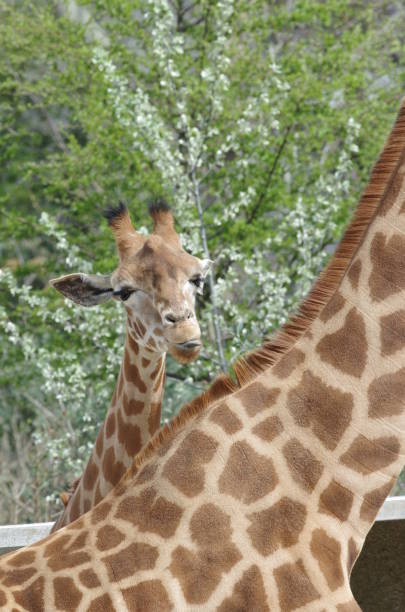 istock Giraffe portrait 958562316