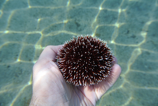 Sea urchin on a male hand. Shor underwater.