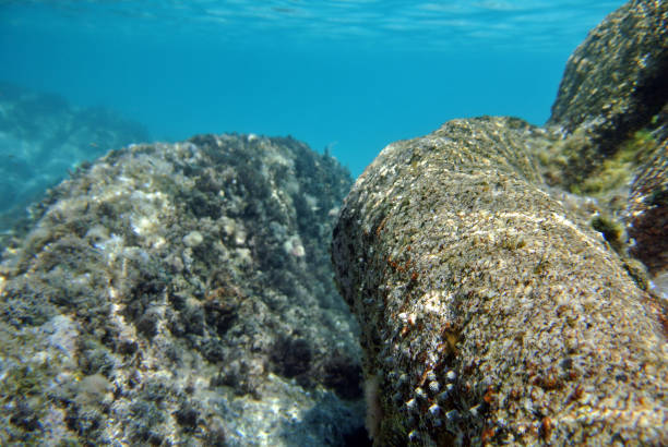 istock Underwater photo of sea or ocean bottom 958562886