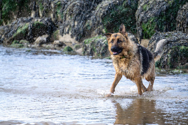 istock German Shepherd dog in action 958563158