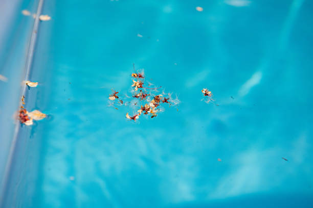 istock Dirty pool water with dry tree blossom 958565610