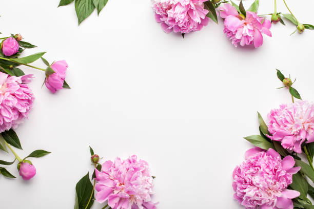 istock Flowers composition. Frame made of pink peony flowers on white background. 958566224