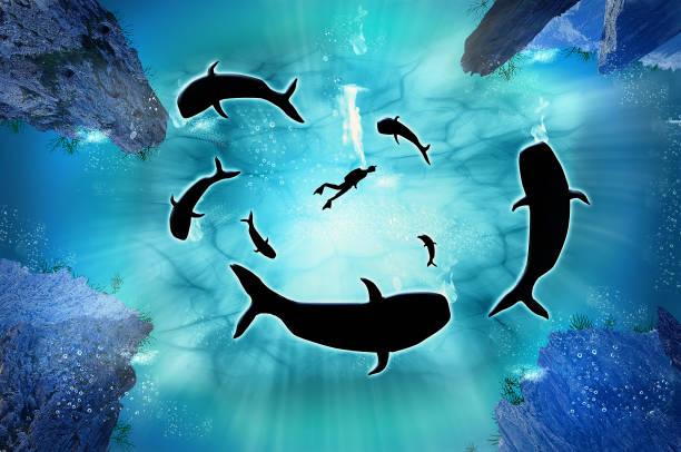 istock Humpback Whale Migration, A diver with a pod of humpback whales. Illustration 958566428