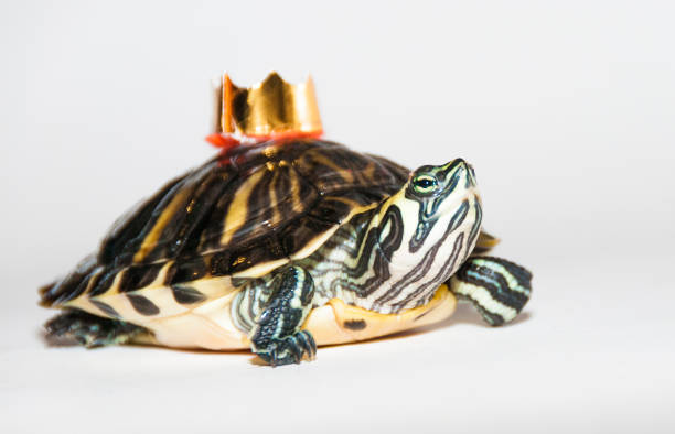istock Tortoise with a crown fairy tale 958569136