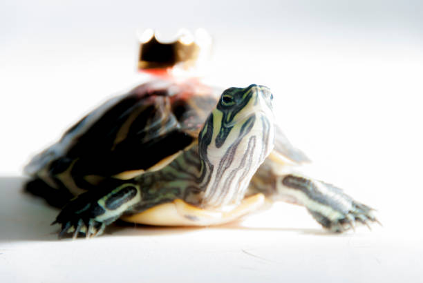 istock Tortoise with a crown fairy tale 958569272