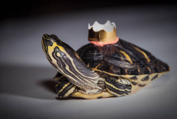 istock Tortoise with a crown fairy tale 958569294