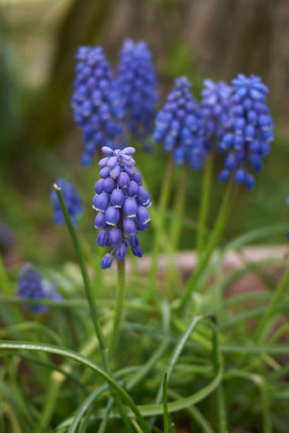 istock Muscari armeniacum 958569362