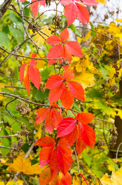 istock Autumnal branches of wild grapes 958569746