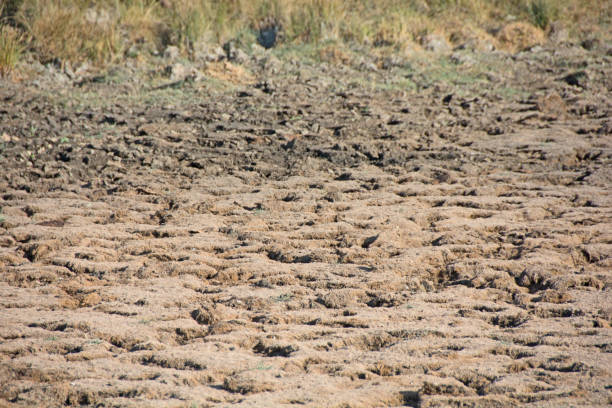 istock Prairie drought with dried up pond 958569892