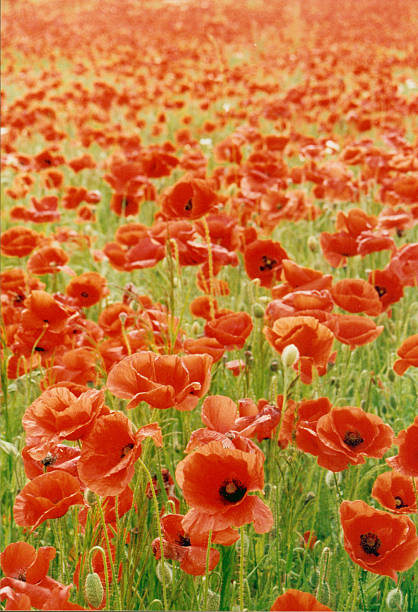 Thousands of poppies stock photo