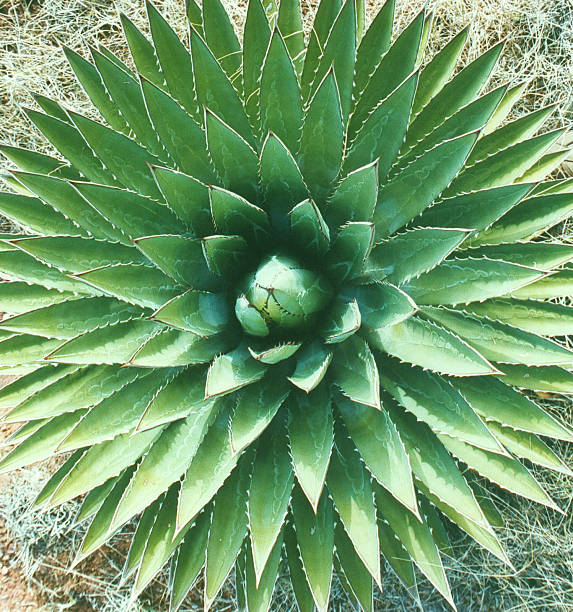 Closeup of an agave stock photo