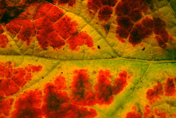 Colorful wine leaf stock photo