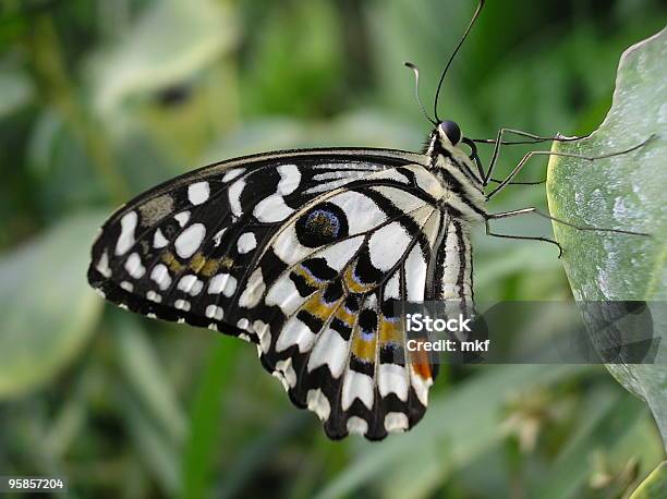 Butterfly Stockfoto und mehr Bilder von Afrika - Afrika, Schmetterling, Bizarr