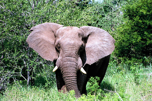 Great African elephant with tusks stock photo