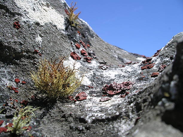 Closeup of a rock stock photo