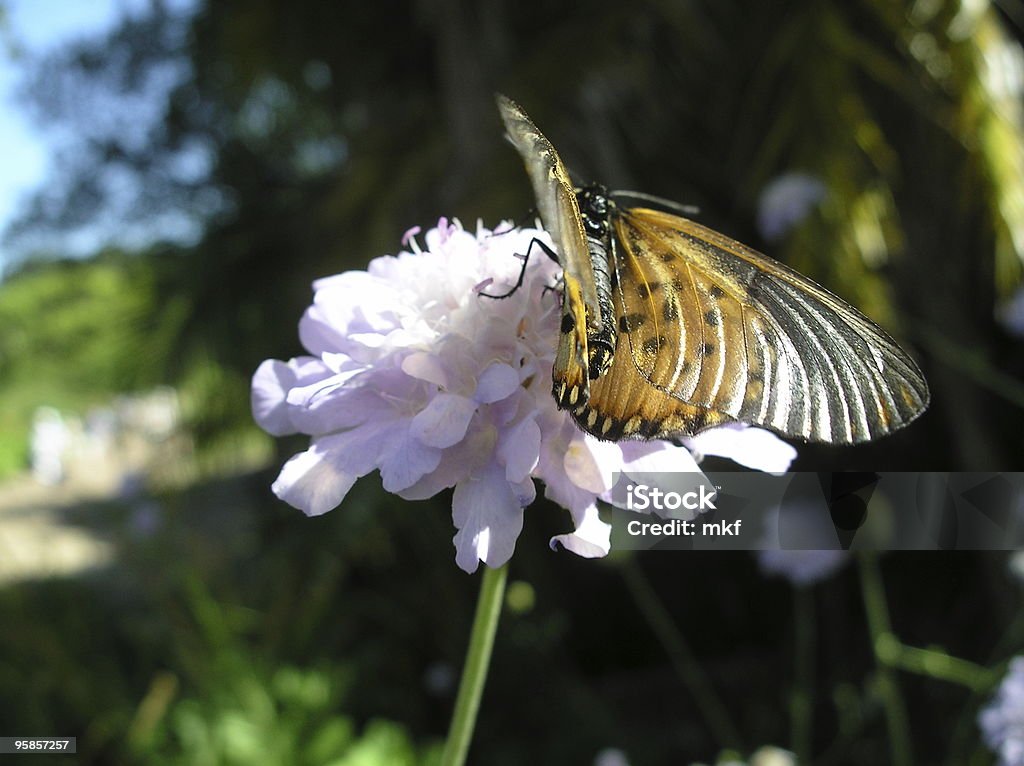 Gelbe Schmetterling Suche nach Nektar auf einer Blume - Lizenzfrei Afrika Stock-Foto