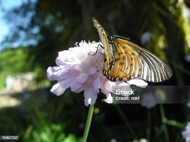 Gelbe Schmetterling Suche Nach Nektar Auf Einer Blume Stockfoto und mehr Bilder von Afrika