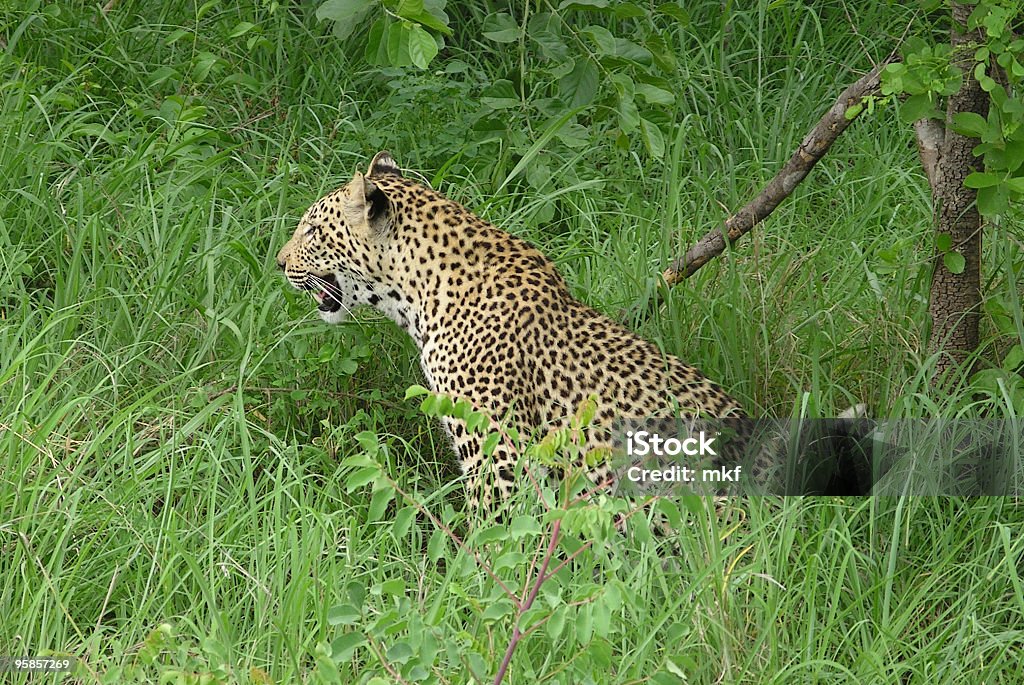 Lepard in attesa di attacco. - Foto stock royalty-free di Africa