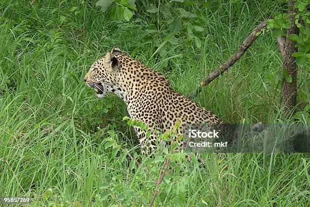 Lepard In Attesa Di Attacco - Fotografie stock e altre immagini di Africa - Africa, Ambientazione esterna, Animale