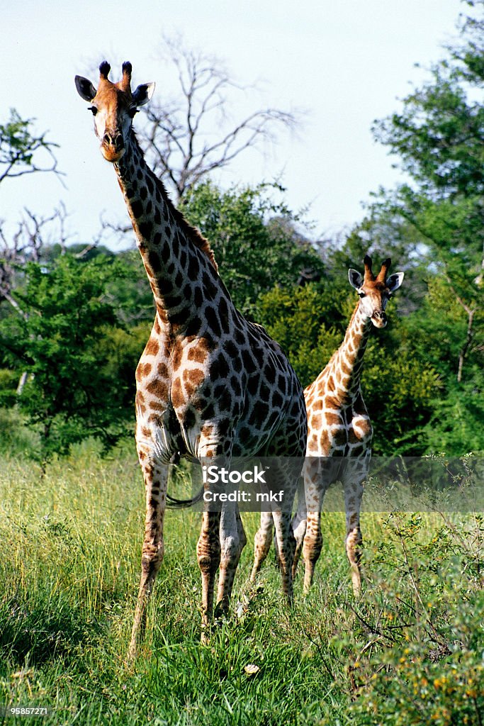 Dos jirafas en el sur de África, madre y niño - Foto de stock de Actividades recreativas libre de derechos