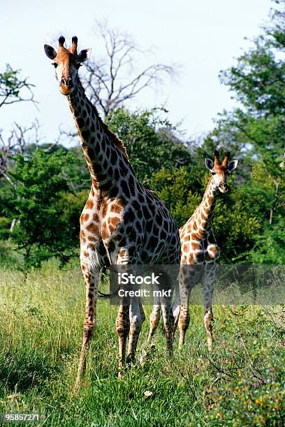 Dwa Giraffes W Rpamatka I Małych Dzieci - zdjęcia stockowe i więcej obrazów Afryka - Afryka, Bez ludzi, Dziwaczny