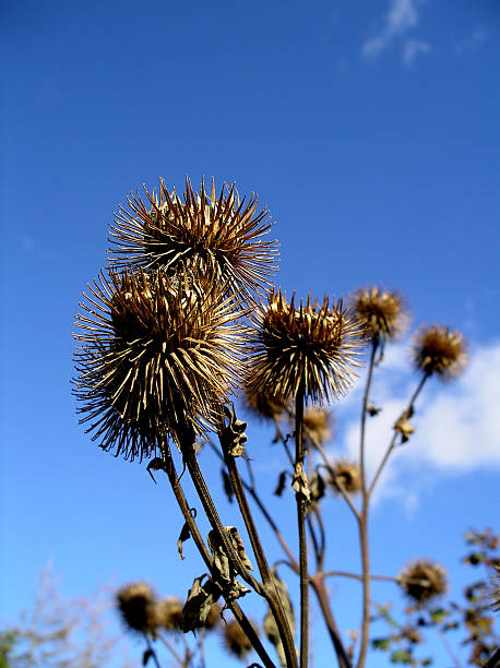 Withered flower towards a crisp blue sky stock photo