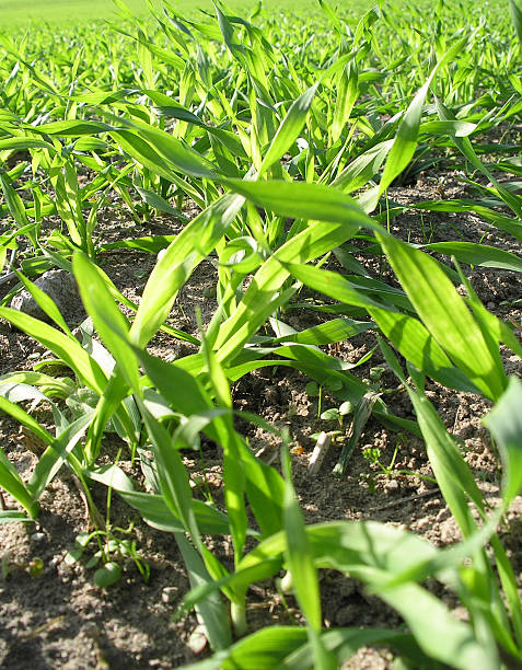 Green grass stock photo