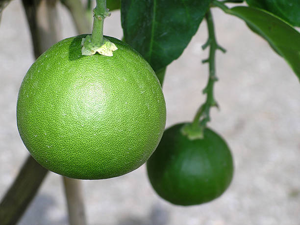 Closeup of fresh grapefruits on a tree stock photo