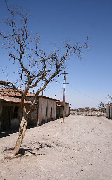 Withered tree at the Humberstone ghost town in northern Chile stock photo
