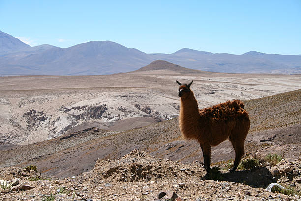 istock Lama in the desert 95857436
