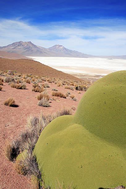 Altiplano Salt lake in Chile - portrait stock photo