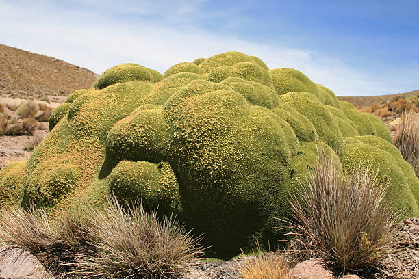 Bofedales in Chile stock photo