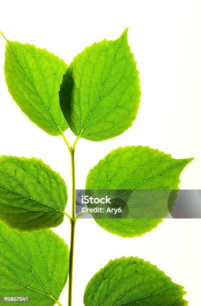 Foglia - Fotografie stock e altre immagini di Albero - Albero, Bianco, Colore verde