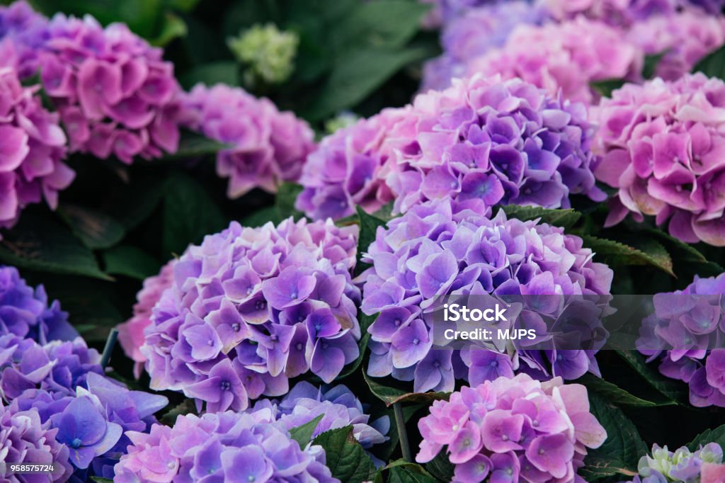 Hydrangea (Hortensia) A close up view of Hydrangea (Hortensia). Wonderful Purple, blue and pink flowers Hydrangea Stock Photo