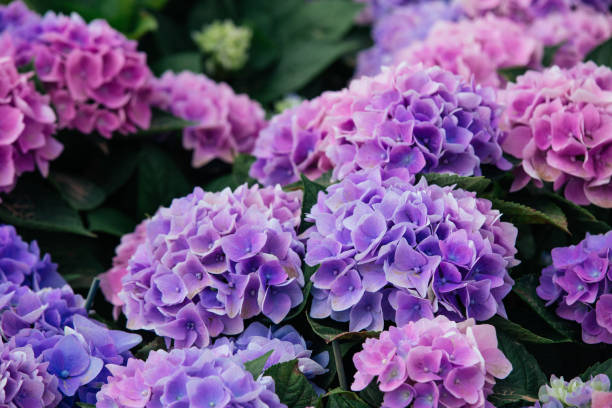 Hydrangea (Hortensia) A close up view of Hydrangea (Hortensia). Wonderful Purple, blue and pink flowers hydrangea stock pictures, royalty-free photos & images