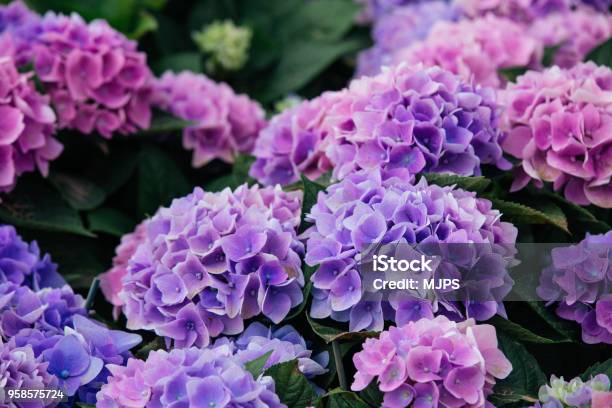 Hydrangea Stock Photo - Download Image Now - Hydrangea, Flower, Purple