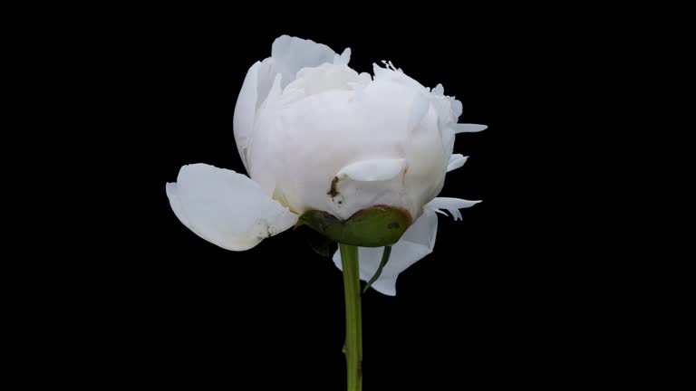 White Peony Blooming Time Lapse