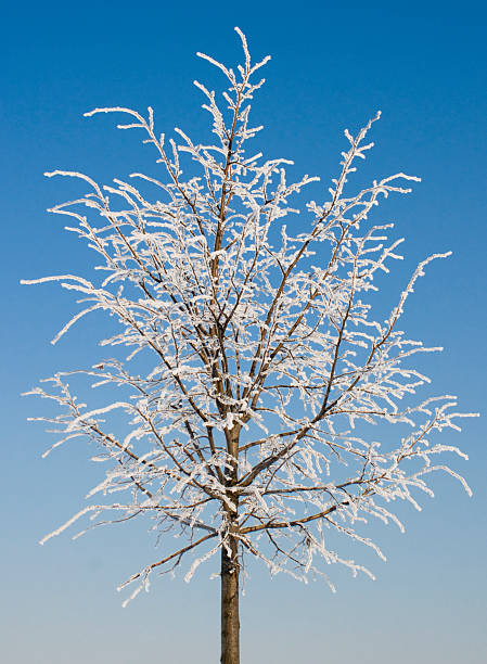 Winter tree on blue sky background stock photo