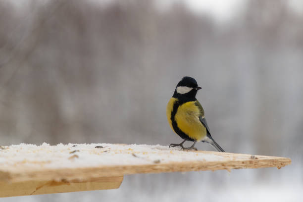 istock Tit bird on the bird feeder in winter 958583464