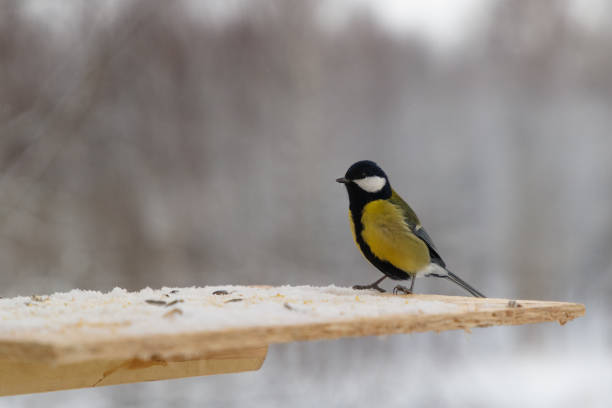 istock Tit bird on the bird feeder in winter 958583482