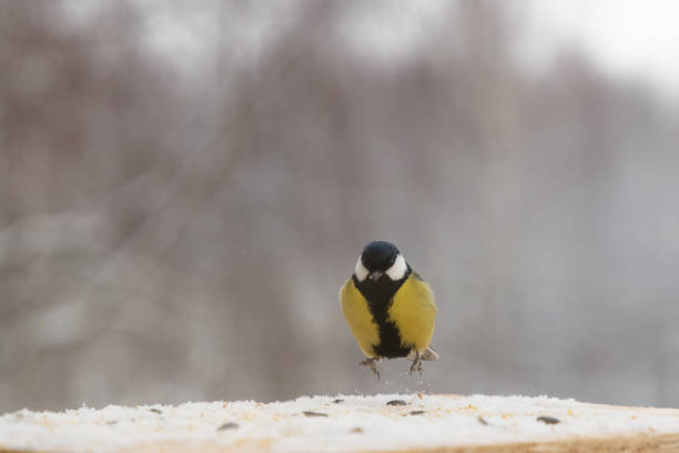 istock Tit bird on the bird feeder in winter 958583510