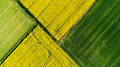 Agricultural area in spring