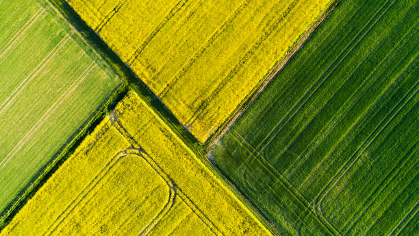 Agricultural area in spring Abstract agricultural area in spring - aerial view canola growth stock pictures, royalty-free photos & images