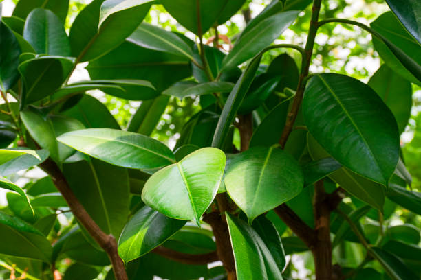 istock Green Ficus 958584504