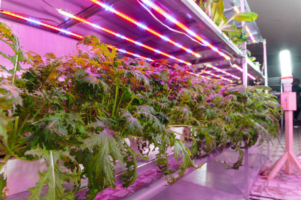 istock Hydroponics agriculture farm 958584538