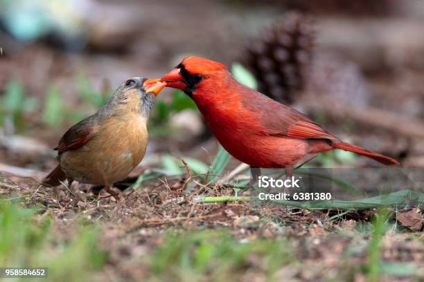 Northern Cardinal Stock Photo - Download Image Now - Cardinal - Bird, Florida - US State, Animal