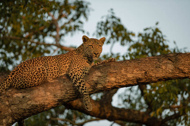 レオパード - leopard kruger national park south africa africa ストックフォトと画像