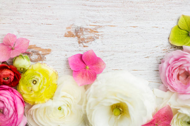 istock Ranunculus Buttercup Flowers of different colours 958588992