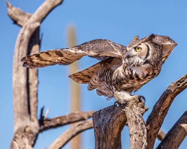 istock Great Horned Owl 958589110