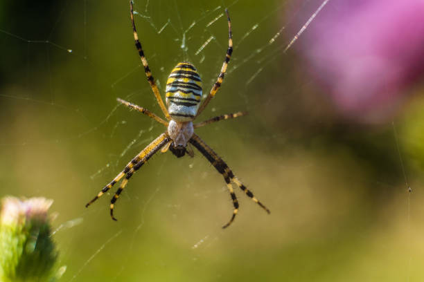 argiope bruennichi spindeln i nätet. selektivt fokus. - getingspindel bildbanksfoton och bilder